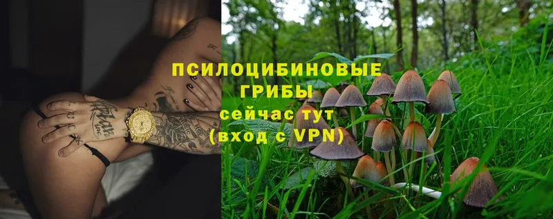 Псилоцибиновые грибы Magic Shrooms  купить   Серов 